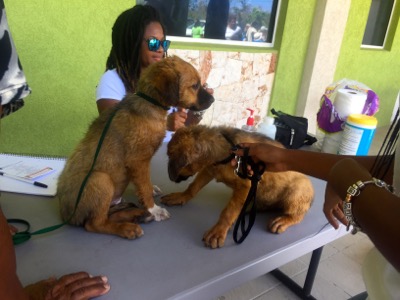 A photo from the AARF March 17, 2018 dog wash at the St. James School of Medicine