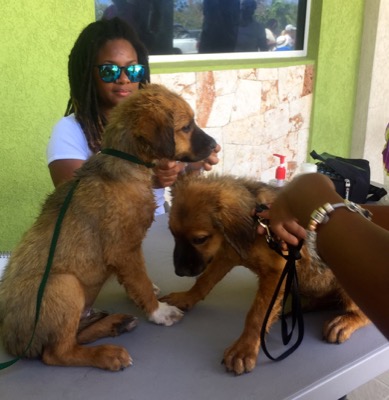 A photo from the AARF March 17, 2018 dog wash at the St. James School of Medicine