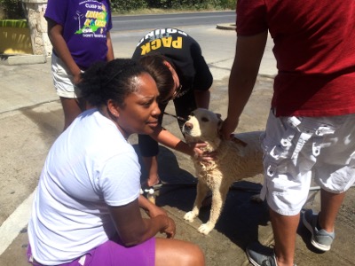 A photo from the AARF March 17, 2018 dog wash at the St. James School of Medicine