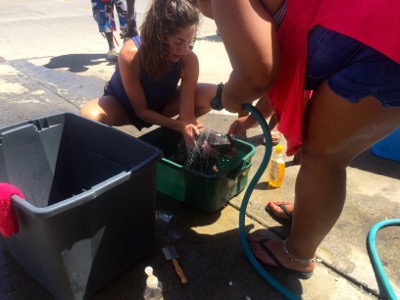 A photo from the AARF March 17, 2018 dog wash at the St. James School of Medicine