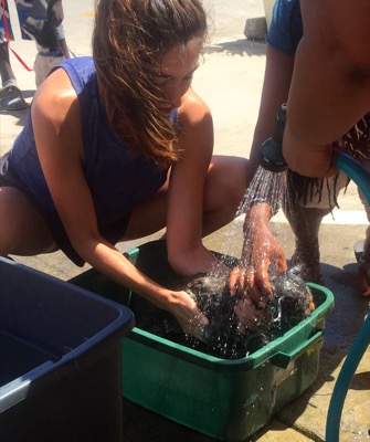 A photo from the AARF March 17, 2018 dog wash at the St. James School of Medicine