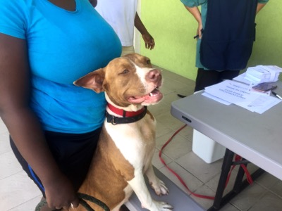 A photo from the AARF March 17, 2018 dog wash at the St. James School of Medicine