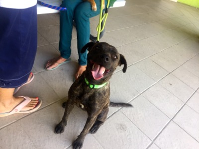 A photo from the AARF March 17, 2018 dog wash at the St. James School of Medicine