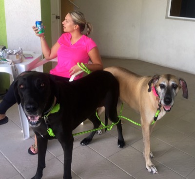 A photo from the AARF March 17, 2018 dog wash at the St. James School of Medicine