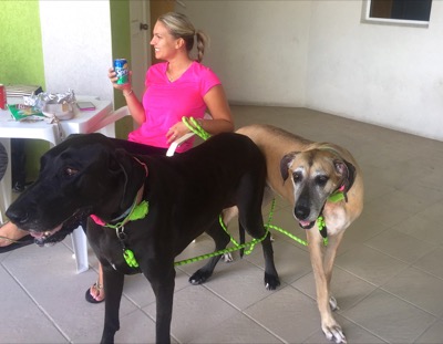 A photo from the AARF March 17, 2018 dog wash at the St. James School of Medicine