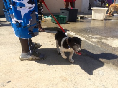 A photo from the AARF March 17, 2018 dog wash at the St. James School of Medicine