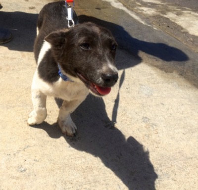 A photo from the AARF March 17, 2018 dog wash at the St. James School of Medicine