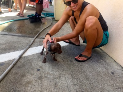 A photo from the AARF March 17, 2018 dog wash at the St. James School of Medicine