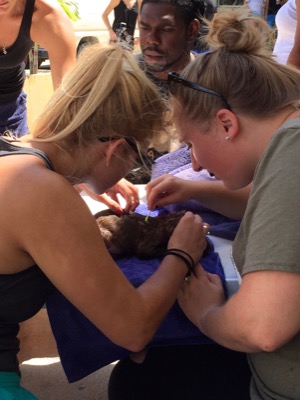 A photo from the AARF March 17, 2018 dog wash at the St. James School of Medicine