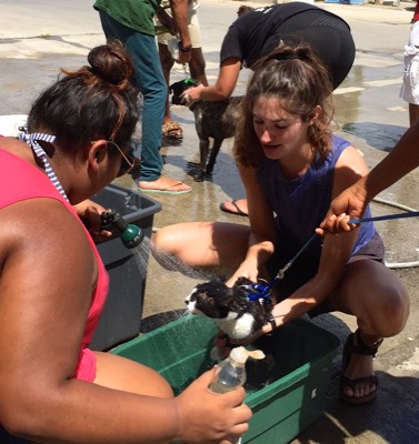 A photo from the AARF March 17, 2018 dog wash at the St. James School of Medicine