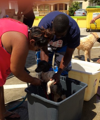 A photo from the AARF March 17, 2018 dog wash at the St. James School of Medicine