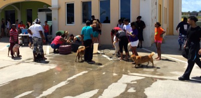 A photo from the AARF March 17, 2018 dog wash at the St. James School of Medicine