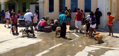 A photo from the AARF March 17, 2018 dog wash at the St. James School of Medicine