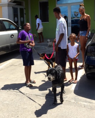 A photo from the AARF March 17, 2018 dog wash at the St. James School of Medicine