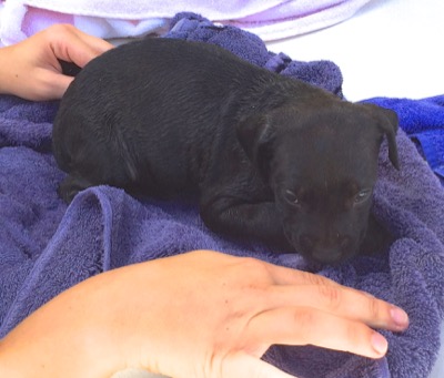 A photo from the AARF March 17, 2018 dog wash at the St. James School of Medicine