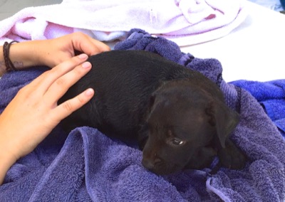 A photo from the AARF March 17, 2018 dog wash at the St. James School of Medicine