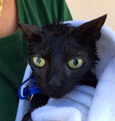 A photo from the AARF March 17, 2018 dog wash at the St. James School of Medicine