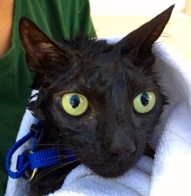 A photo from the AARF March 17, 2018 dog wash at the St. James School of Medicine