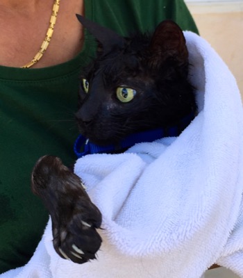 A photo from the AARF March 17, 2018 dog wash at the St. James School of Medicine