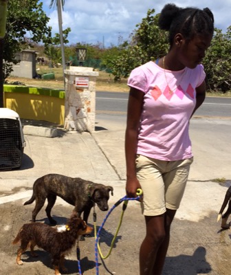 A photo from the AARF March 17, 2018 dog wash at the St. James School of Medicine