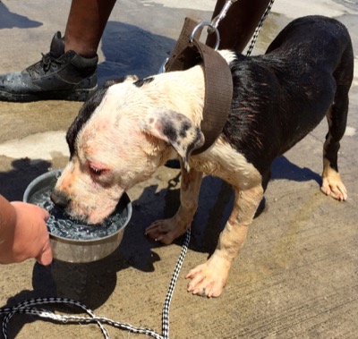 A photo from the AARF March 17, 2018 dog wash at the St. James School of Medicine