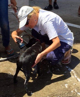 A photo from the AARF March 17, 2018 dog wash at the St. James School of Medicine