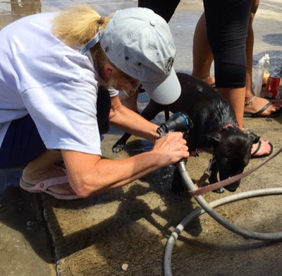 A photo from the AARF March 17, 2018 dog wash at the St. James School of Medicine