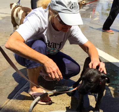 A photo from the AARF March 17, 2018 dog wash at the St. James School of Medicine