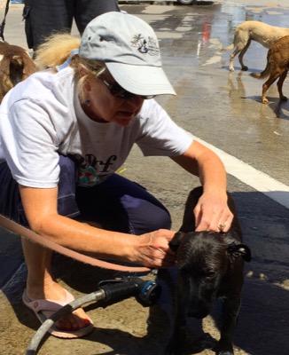 A photo from the AARF March 17, 2018 dog wash at the St. James School of Medicine