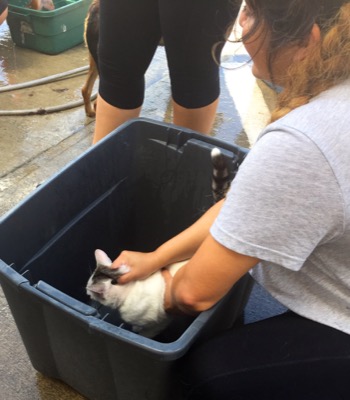 A photo from the AARF March 17, 2018 dog wash at the St. James School of Medicine