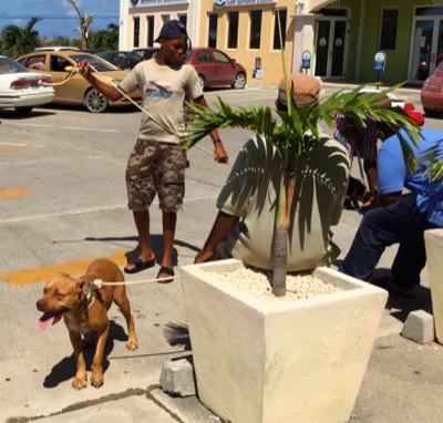 A photo from the AARF March 17, 2018 dog wash at the St. James School of Medicine