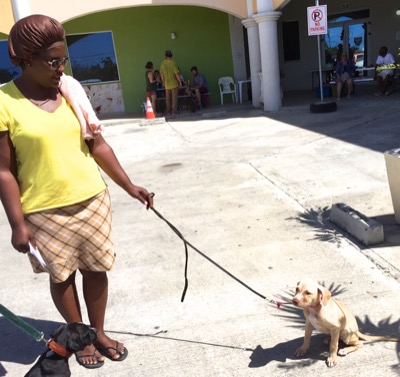 A photo from the AARF March 17, 2018 dog wash at the St. James School of Medicine