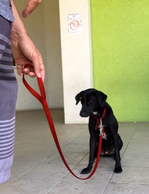 A photo from the AARF March 17, 2018 dog wash at the St. James School of Medicine