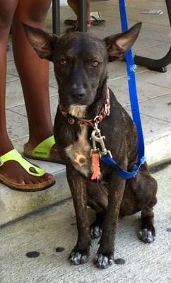 A photo from the AARF March 17, 2018 dog wash at the St. James School of Medicine