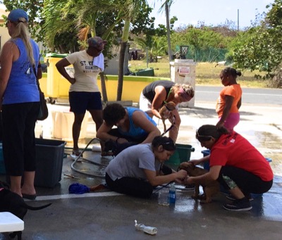 A photo from the AARF March 17, 2018 dog wash at the St. James School of Medicine