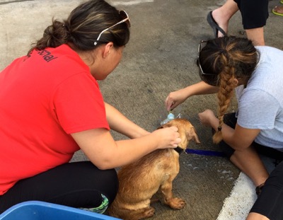 A photo from the AARF March 17, 2018 dog wash at the St. James School of Medicine