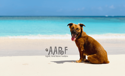 photo with a dog on a beach looking at the camera with text AARF