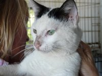 Henry the mellow white cat