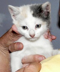 White Kitten