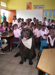 Hank, the 130 pound Newfoundland, visits Orealia Kelly Primary School