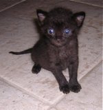 Tiny as a tiny black kitten