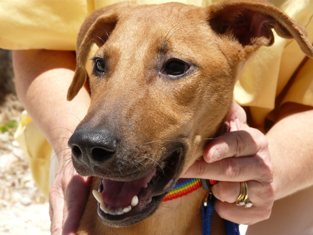 AARF membership drive at the Post Office