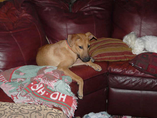 Sandy poses happily for Mark on the couch, having recognized him from months ago