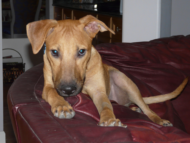 Sandy poses happily for Mark on the couch, having recognized him from months ago