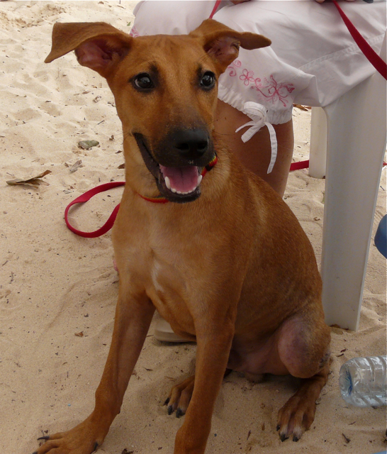 AARF membership drive at the Post Office