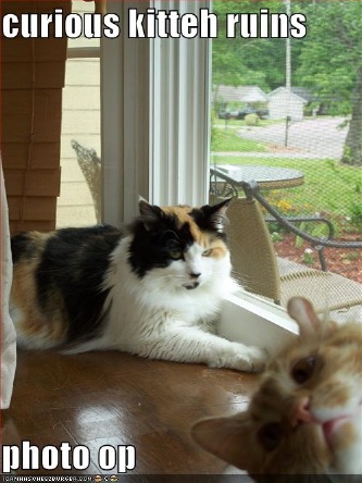 peeking kitten ruins photo of majestic cat