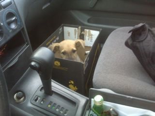 Karma in a box inside the car, ready to go to a new home