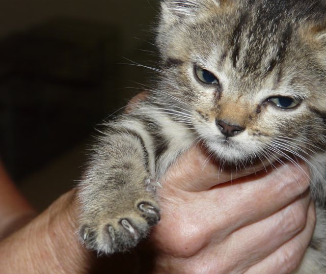 a little gray kitten looks angry as it is about to get a vet exam and some shots