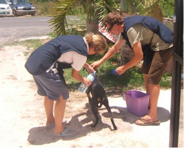 Phil washes a dog with Sally