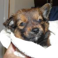 Puppy that looks like a brown bear